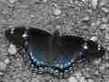 Limenitis arthemis astyanax (hyrid variation, live 2) (Internet Image property of respective owner, non-commercial use only)